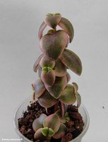 Crassula pellucida variegata