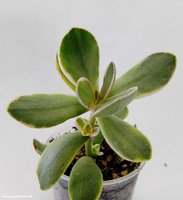 Crassula atropurpurea var. watermeyeri variegata