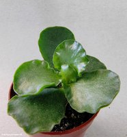 Adromischus cristatus v. mzimbuensis EVJ, UBG     