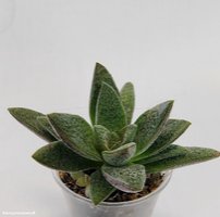 Crassula Justi-corderoyi