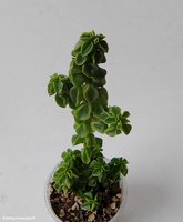 Peperomia columella  