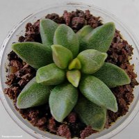 Adromischus marianae 'Tanqua'