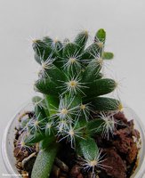 Trichodiadema Densum