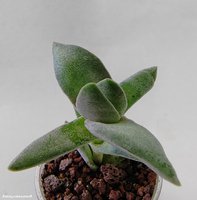 Crassula falcata 