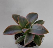 Graptoveria Fred Ives