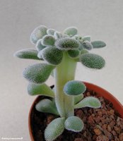 Echeveria pulvinata Frosty  Cristata 1