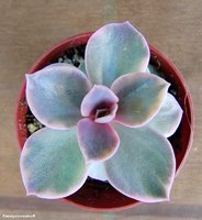 Echeveria 'Rainbow'