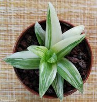 Haworthia cymbiformis variegata