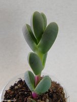 Corpuscularia