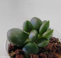 Adromischus filicaulis v.marlothii                                