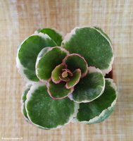 Kalanchoe blossfeldiana f. Variegata 