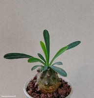 Euphorbia Gabizan