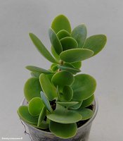 Kalanchoe Rotundifolia