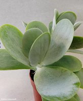 Kalanchoe thyrsiflora