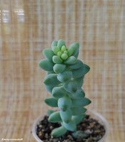 Sedum burrito