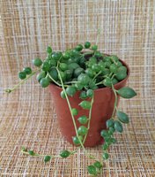 Senecio rowleyanus 