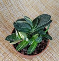 Gasteria minima f. Variegata