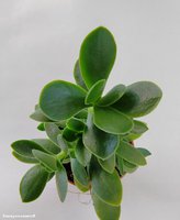 Crassula atropurpurea var. watermeyeri Rusby