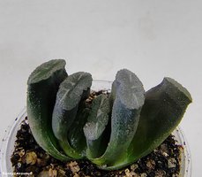 Haworthia truncata