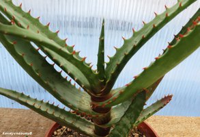 Aloe erytrophylla