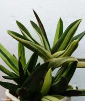 Aloe Walmsley,s Bronze variegata