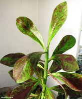 Synadenium grantii 