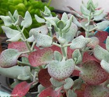 Crassula cordata