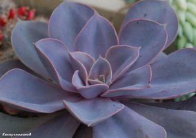 Echeveria cv. Perle Von Nurnberg