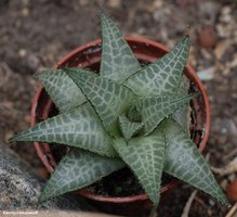 Haworthia venosa ssp. Tessellata