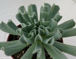 Echeveria runyonii cv. Topsy-Turvy