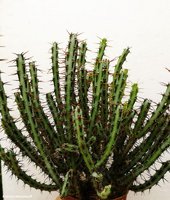 Euphorbia aeruginosa