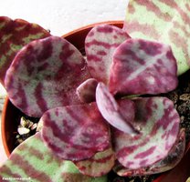 Kalanchoe figueiredoi