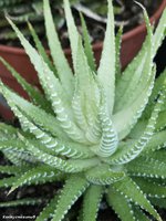 Haworthia attenuata f. variegata cv. White Bird