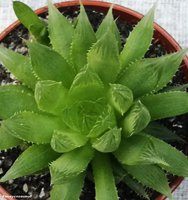 Haworthia cooperi var.cooperi. 