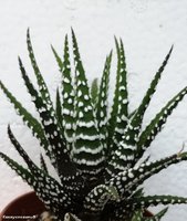 Haworthia fasciata cv. Big Band