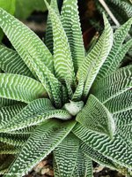 Haworthia limifolia striata