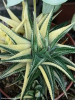 Haworthia limifolia variegate