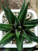 Haworthia limifolia hybrid