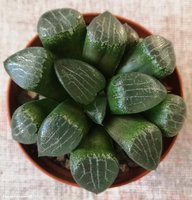 Haworthia Bayeri Moonstone                        