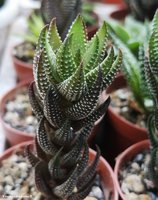 Haworthia reinwardtii