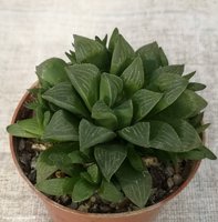 Haworthia retusa