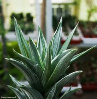 Haworthia tortuosa white variegated   