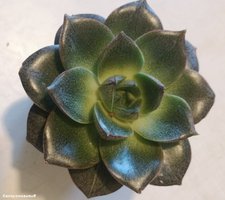 Echeveria purpusorum