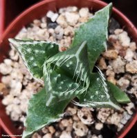 Faucaria tuberculosa