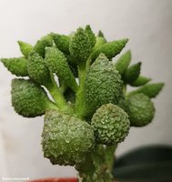 Adromischus marianae green                             