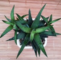 Haworthia attenuata «Tanba»