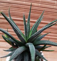 Haworthia glabrata var. Concolor