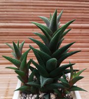 Haworthia tortuosa 