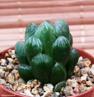 Haworthia obtusа pilifera