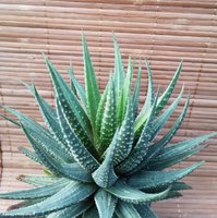 Haworthia attenuata f. variegate